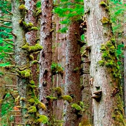 Moss-covered trees in an old forest