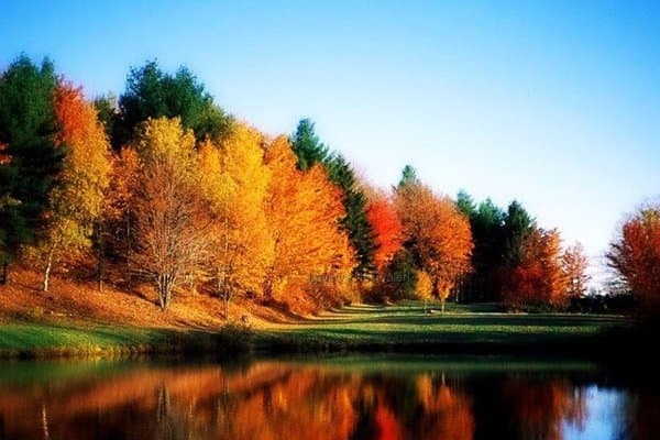 Autumn trees reflected in a lake
