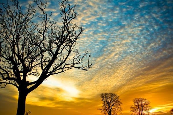 Silhouetted trees beneath a golden sky