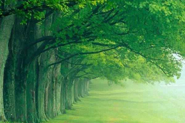 A misty avenue of mature green trees