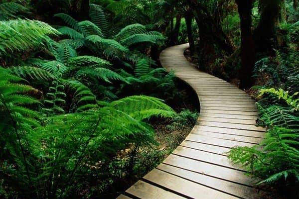 A timber path winding through green ferns
